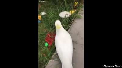 He was never seen again