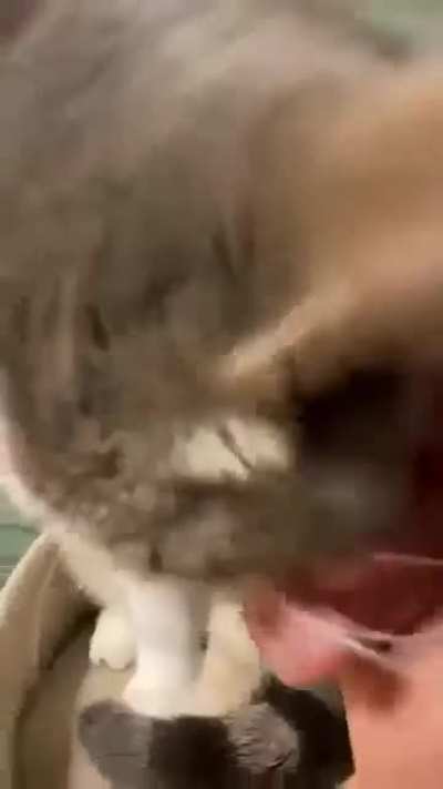 Cosita bonita