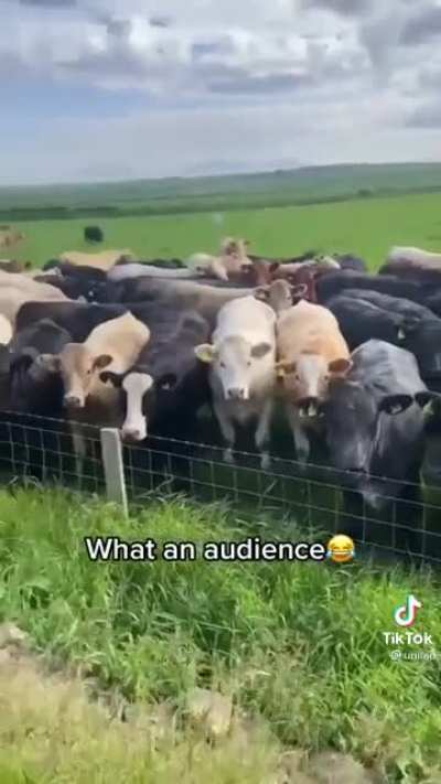 Performing for all her Fans 🐄😂
