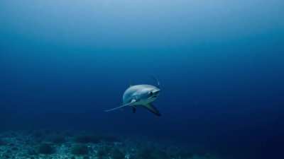 Thresher in Malapascua