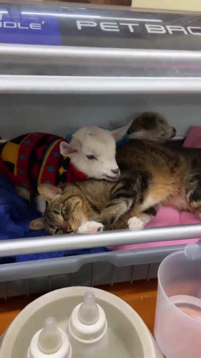 Tabitha the cat volunteering to help look after new arrivals, Bubbles and Squeak, at Edgar&rsquo;s Mission in Australia