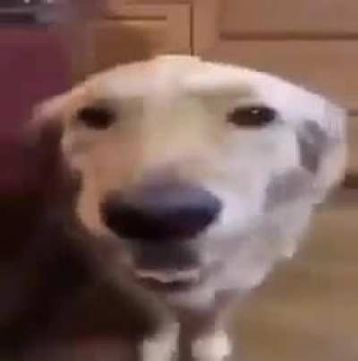 Butter dog