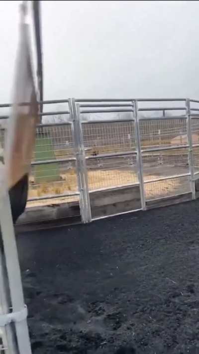 Kid running through a horse walker