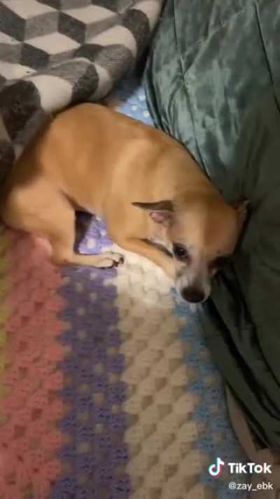 this man really woke up and chose death by chihuahua