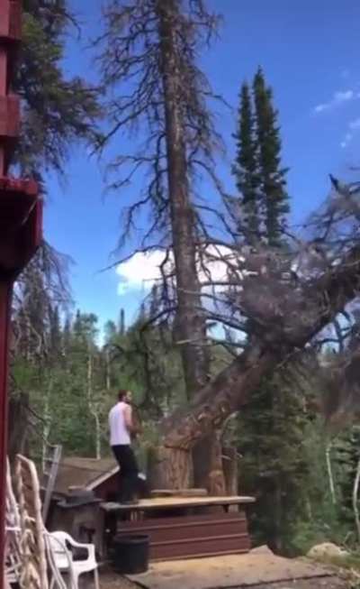 Pro Top: when cutting tree, run in opposite direction