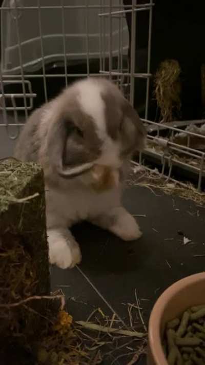 When you just can&rsquo;t reach the goodest bit of ear