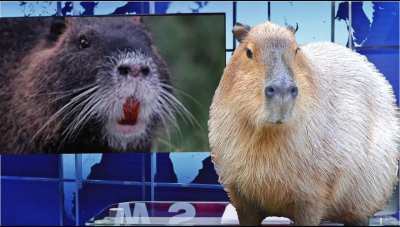 Capy news