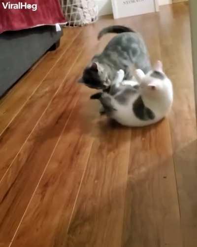 Catculated Attack