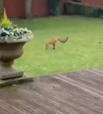 This two-legged fox has been spotted in Derbyshire, UK. The Derbyshire Wildlife Trust said that they never saw anything like this in the wild before: yet the animal looks relatively healthy &amp; appears to have adapted to life on two legs.