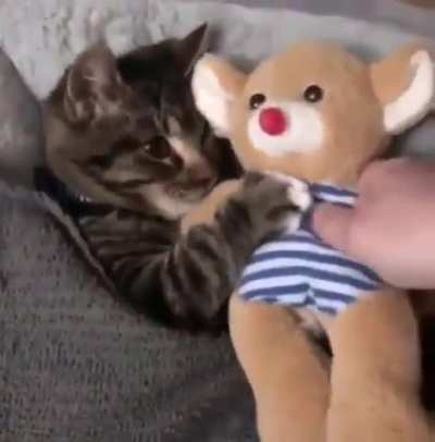 Kitty getting tucked in with its favorite toy