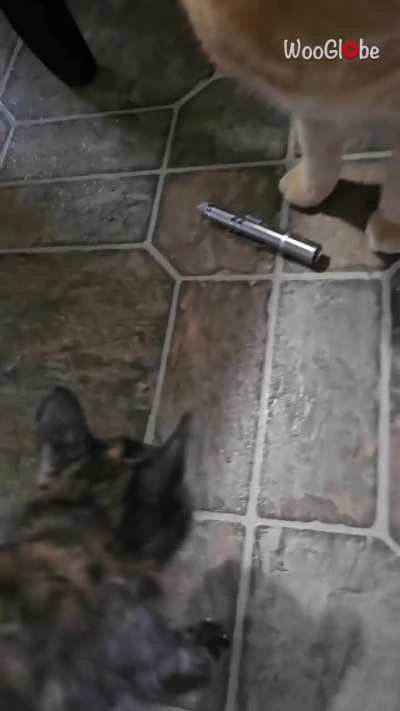 That's... Not how you introduce cats