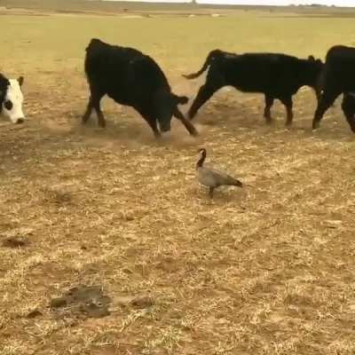 This goose intimidating a herd of cows, &amp;amp; won
