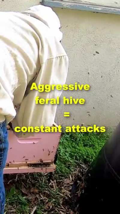 My experiences with PPE &amp;amp; beekeeping