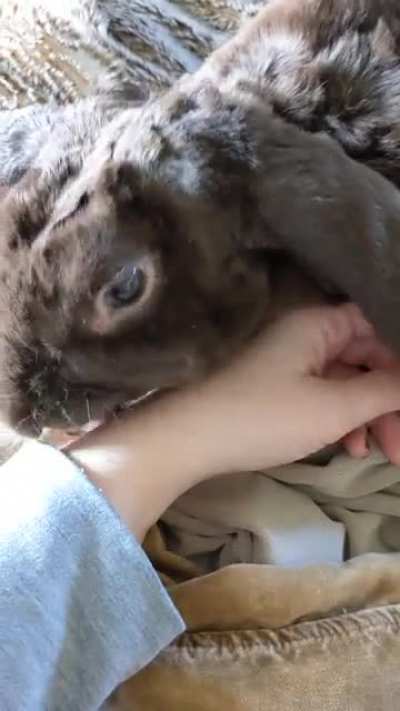 A little Encouragement for your day: Bunny Kisses are the BEST!!!