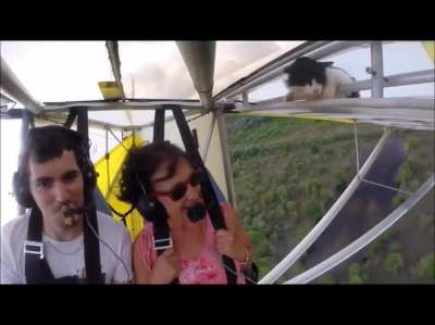 Remove cat before flight