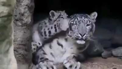 Snow leopards cover the distance of a marathon (26.2 MI) in one night. They also cannot roar. They are also more closely related to tigers than they are to leopards! But they are definitely the cutest.