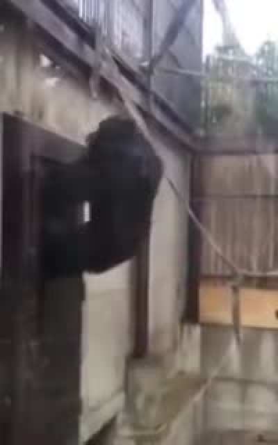 Monkey waits to his homie comes out of the bathroom