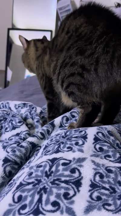 She gets realllllly mad at me if I don&rsquo;t let her make both good morning and good night biscuits 😭 she tries to rush me into bed sometimes if I&rsquo;m going to sleep a little later than usual too