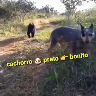 Gatin fofinho