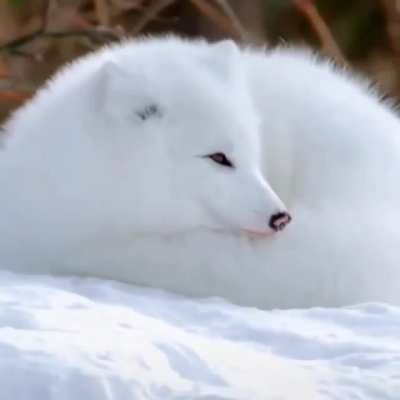 The whitest and fluffiest.