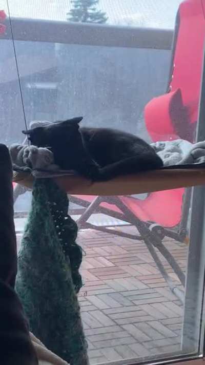 The consequences of biting into her own tail wasn&rsquo;t factored into her catculations