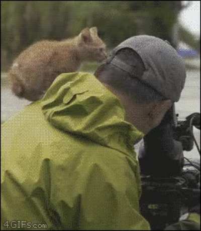 Stray Cats