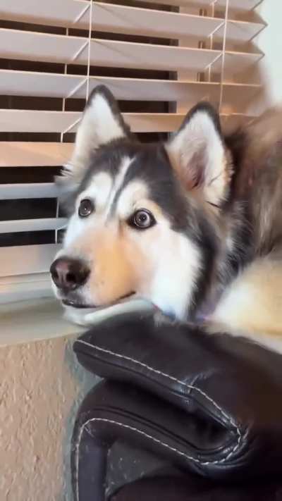 Penelopii watching &ldquo;Eight Below..&rdquo; (OC)