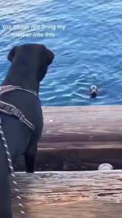 Water doggo meets Land doggo
