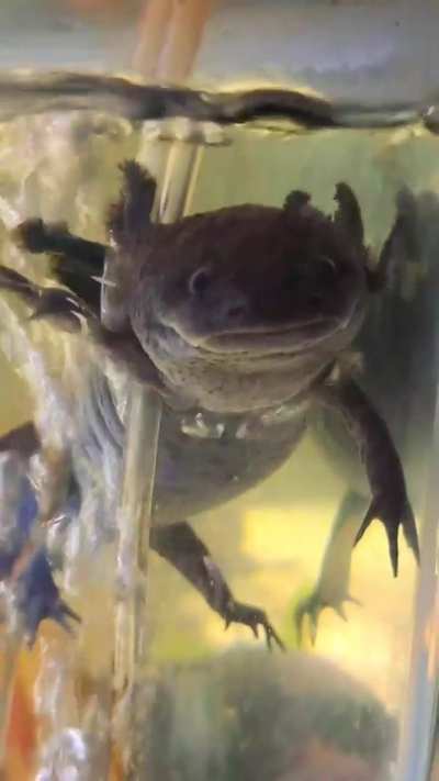 "are axolotls smart?"