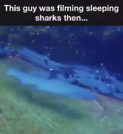 The rare and elusive derpfish&hellip;