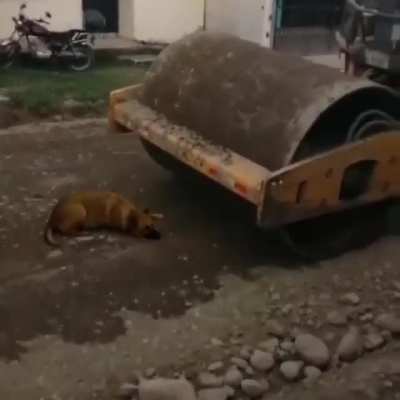 Zavallı k&ouml;peği ezen silindir 🤬🤬🤬