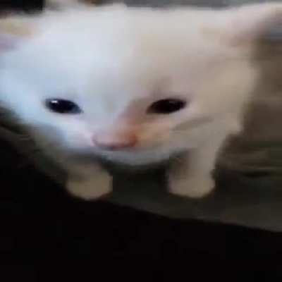 Herbert