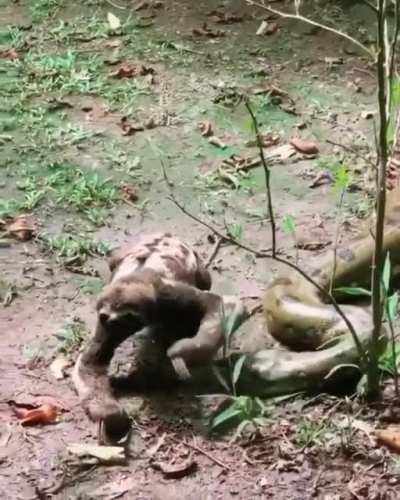 Sloth fearlessly crawling past an anaconda