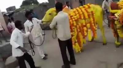 Yellow Bull