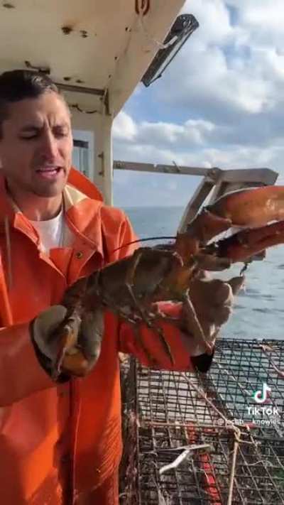 Lobster sustainability&hellip;