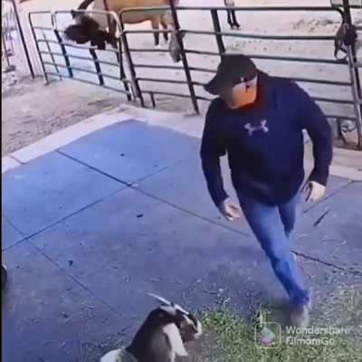chicken attack