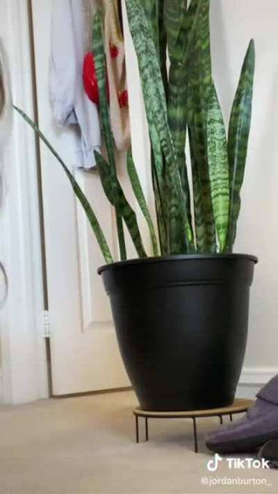 Jordan’s plant video TikTok