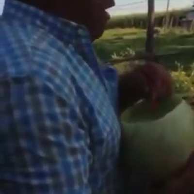 melon with wine