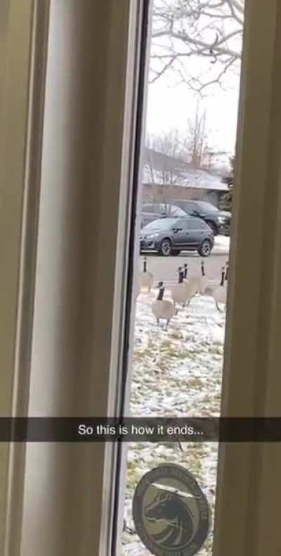 I&rsquo;m sorry for jaywalking please don&rsquo;t hurt me