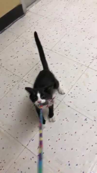 Does growling count? This is Adrian, he&rsquo;s a sweet boy looking for a home via LOLAs rescue and Petco in Littleton, CO