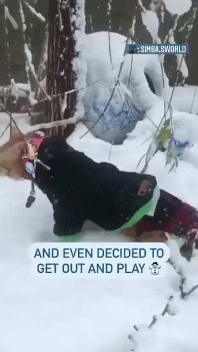 This paralyzed rescue kitty seeing snow for the first time is the best thing you&rsquo;ll see today.