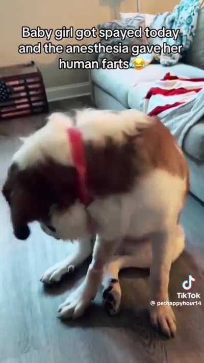 Dogs & Anesthesia 