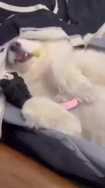 It's cheating..... So cute....