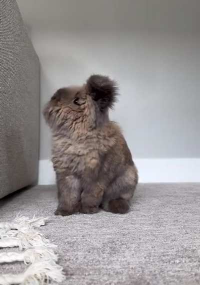 Floofs in motion