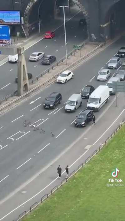 Traffic stops for geese crossing the street