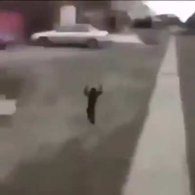 Monkey goes apes (sound on)