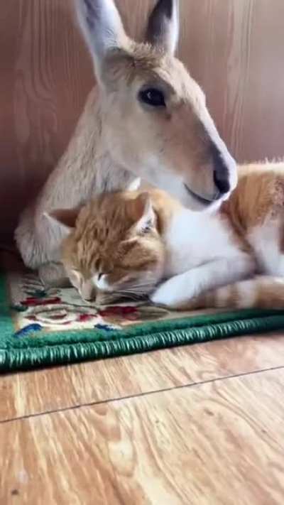 Все любят Котиков