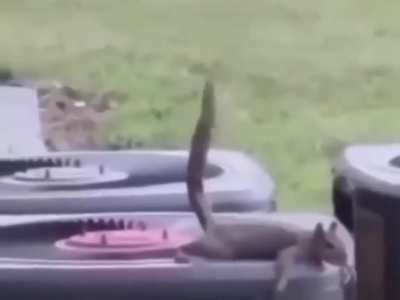 Filthy squirrel