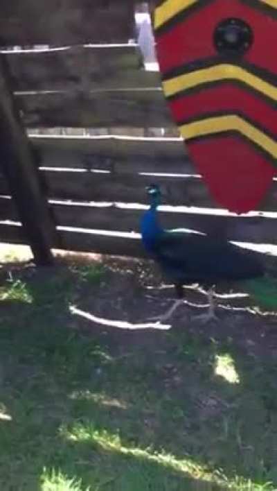Just chilling with a peacock