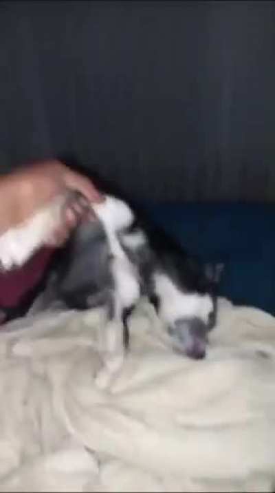 &Eacute; o goza e dorme n&atilde;o tem jeito 
